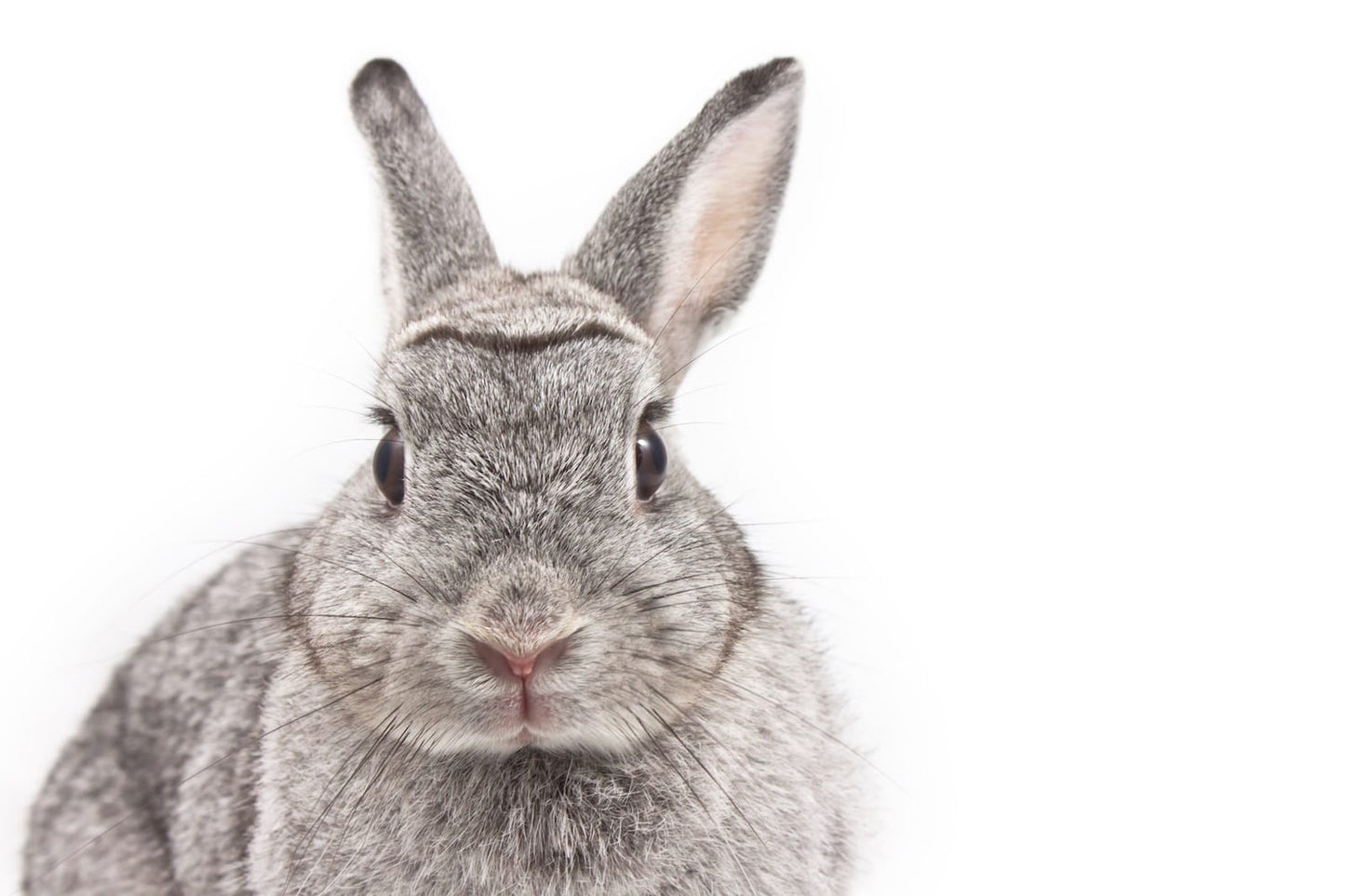 2022 - Masterclass - Dentistry in small mammals