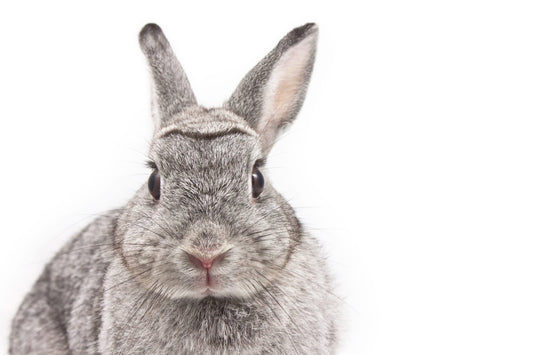 2022 - Masterclass - Dentistry in small mammals