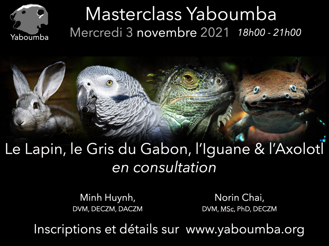 Masterclass 8 - Yaboumba Jr